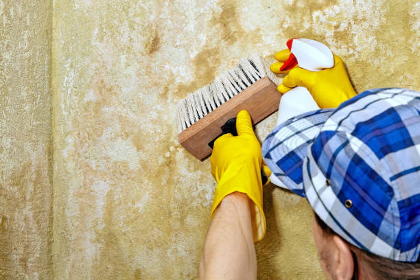 Best Basement Mold Removal  in Brown Deer, WI