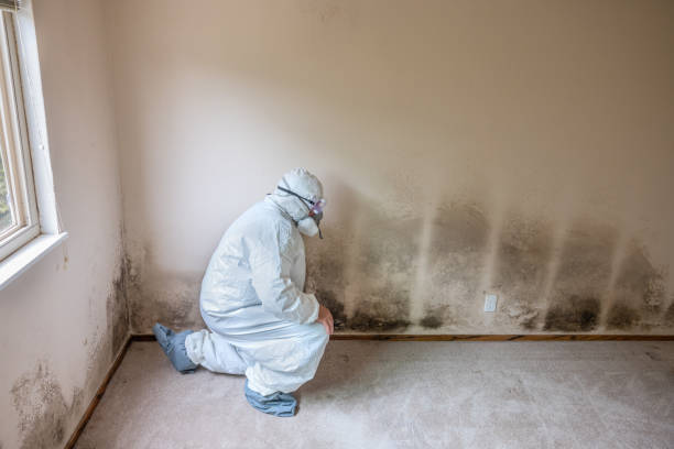 Best Attic Mold Removal  in Brown Deer, WI